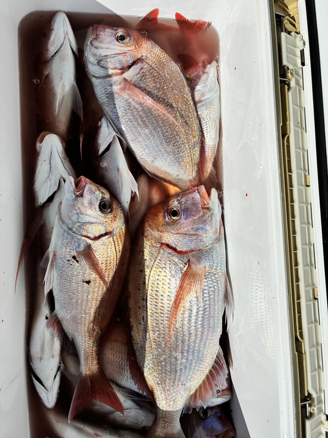 ハナダイ(チダイ)