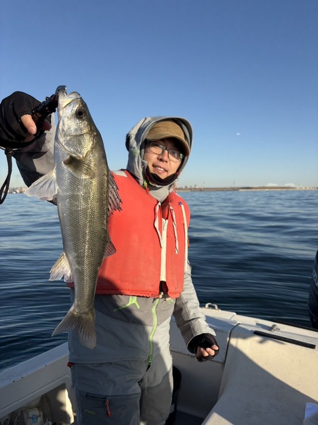 シーバス(スズキ)