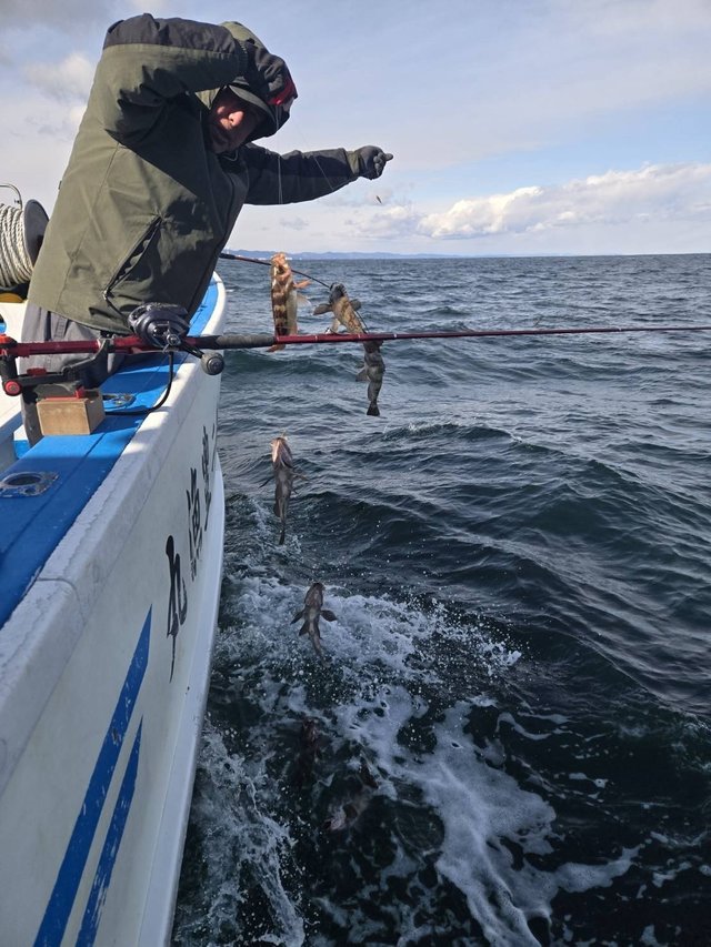 メバル(ウスメバル)