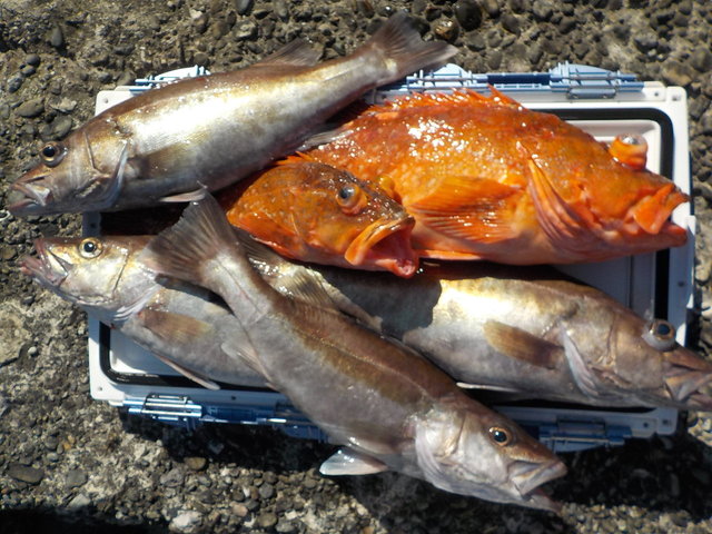 アラ・カンコ(ウッカリカサゴ)