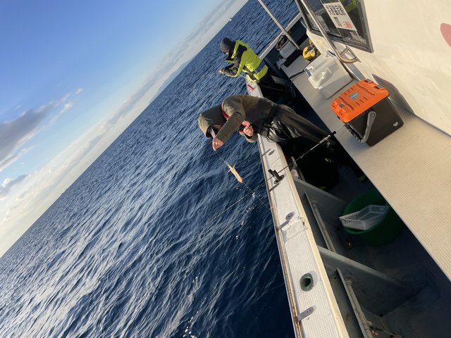 マルイカ(ケンサキイカ)