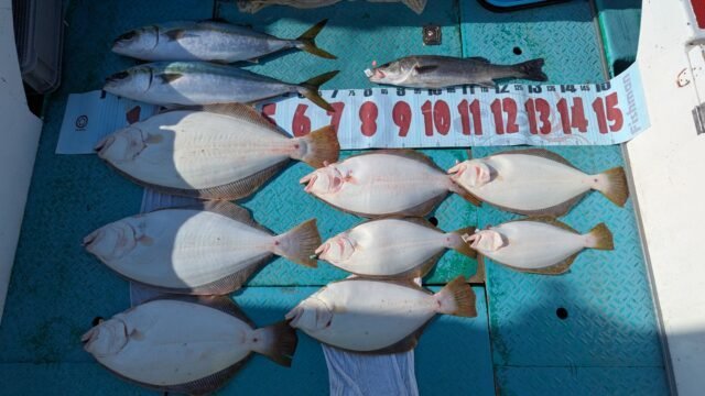 ワラサ(ブリ)・ヒラメ