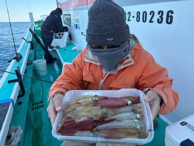 マルイカ(ケンサキイカ)