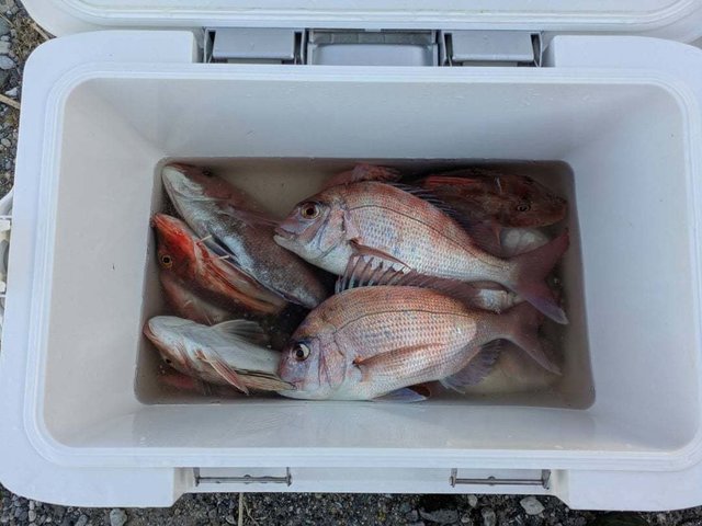 マダイ・ホウボウ