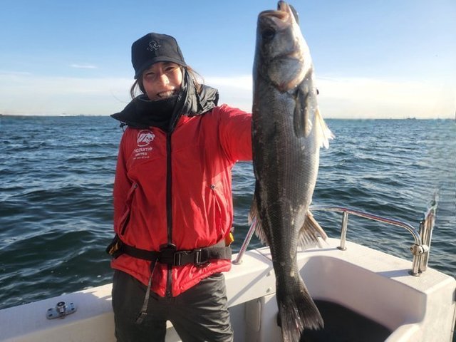 シーバス(スズキ)