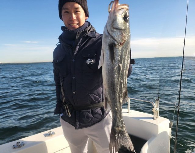 シーバス(スズキ)