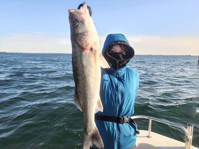 シーバス(スズキ)