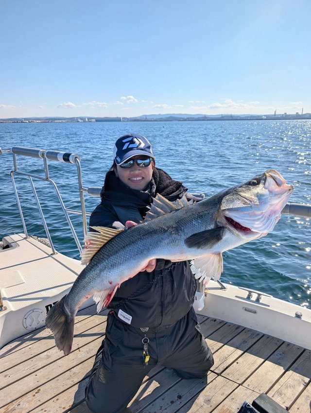 シーバス(スズキ)