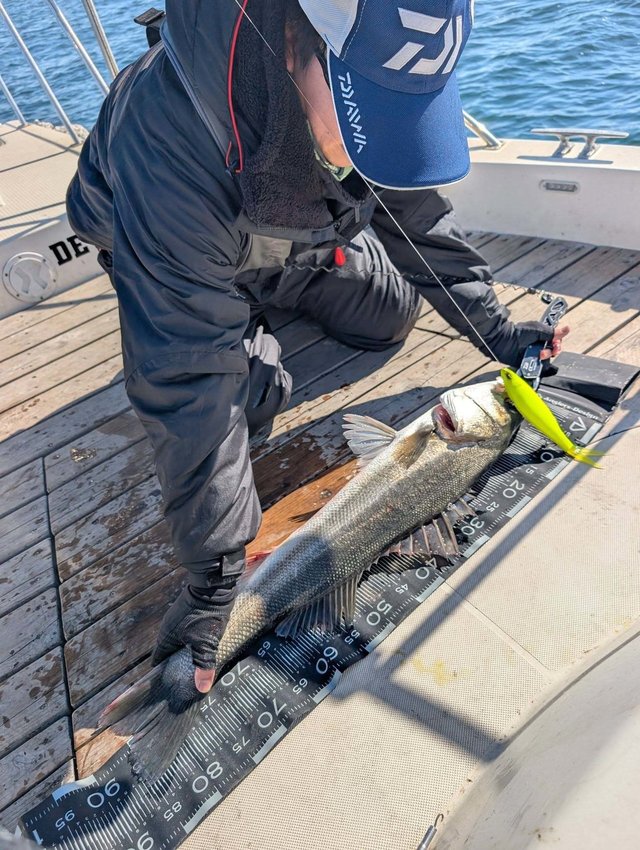 シーバス(スズキ)