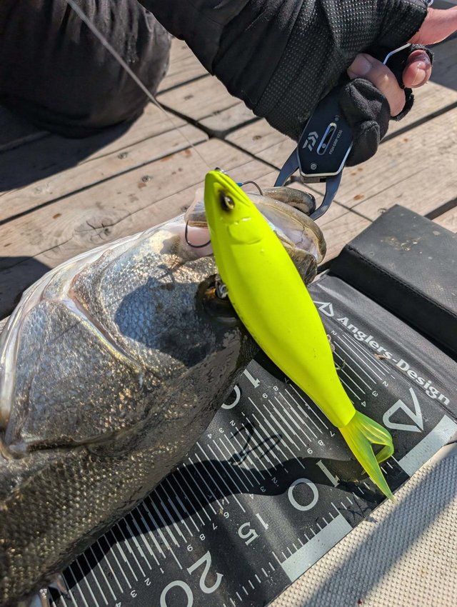 シーバス(スズキ)