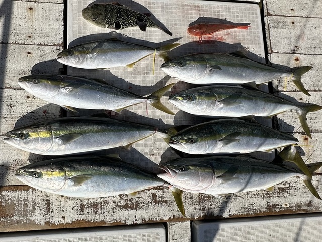 ワカシ(ブリ)・イナダ(ブリ)・ワラサ(ブリ)・ヒラマサ・ホウボウ・トラフグ