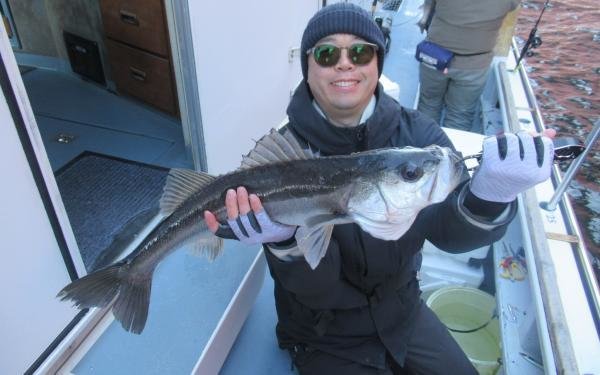 シーバス(スズキ)