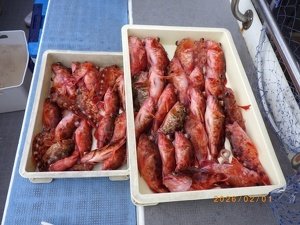 カサゴ
