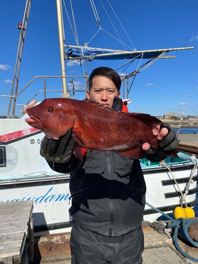 カンダイ(コブダイ)