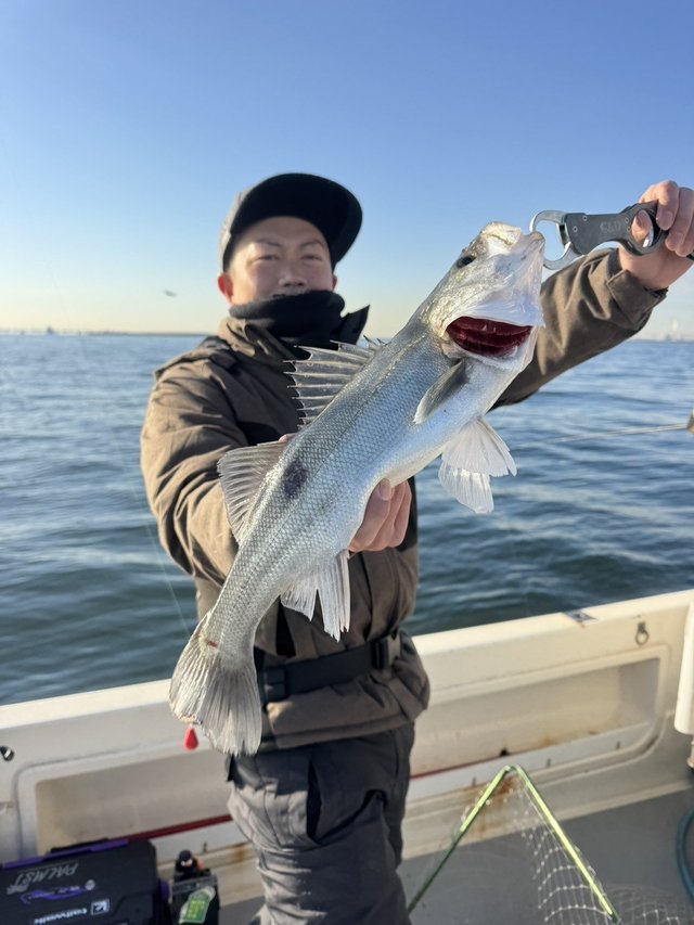 シーバス(スズキ)