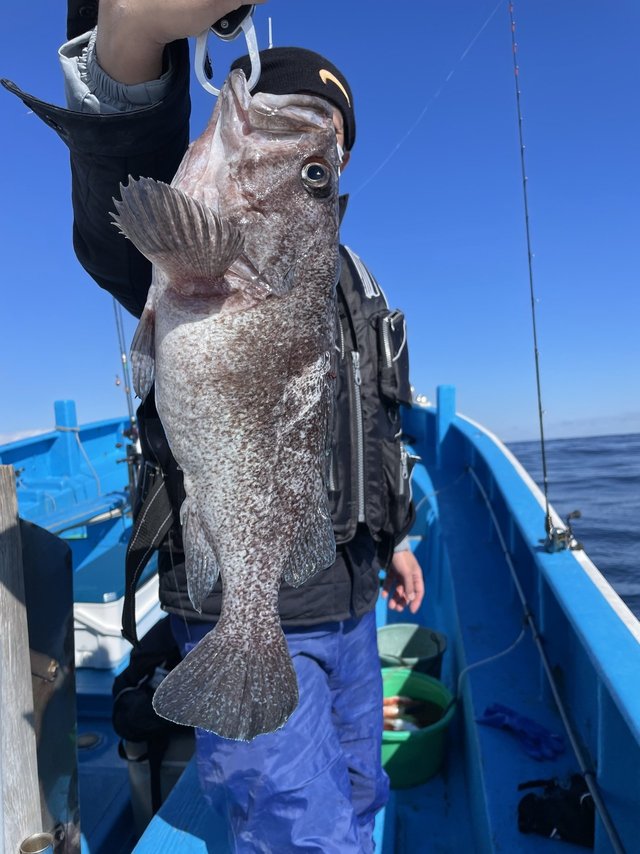 マゾイ(キツネメバル)