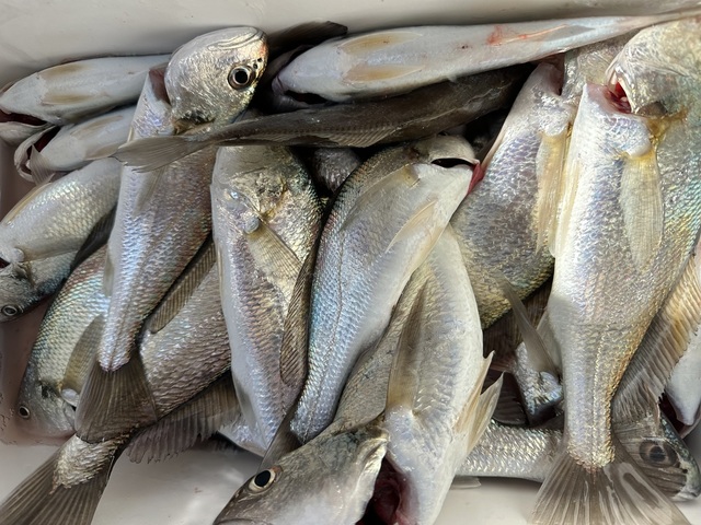 イシモチ(シログチ)