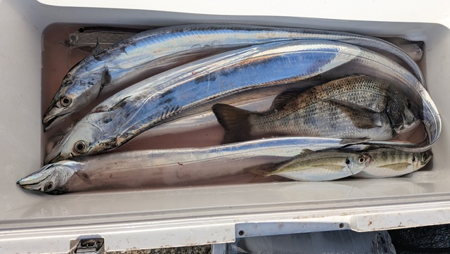 クロダイ・アジ(マアジ)・タチウオ