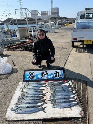 サゴシ(サワラ)