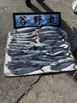 サゴシ(サワラ)・ヤナギ(サワラ)