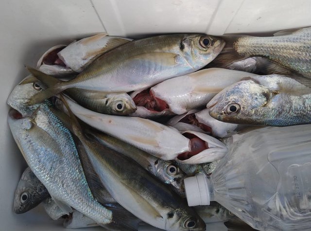 アジ(マアジ)・イシモチ(シログチ)