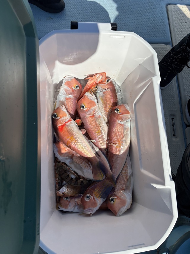 アマダイ(アカアマダイ)