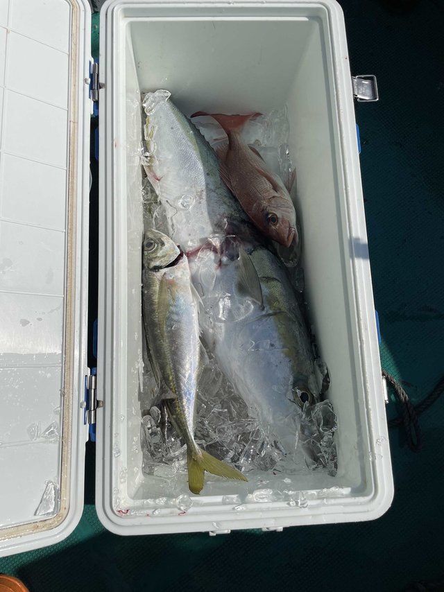 コダイ(マダイ)・マアジ・ブリ