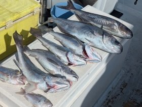 メダイ・シロムツ(オオメハタ)・メイゴ(クログチ)