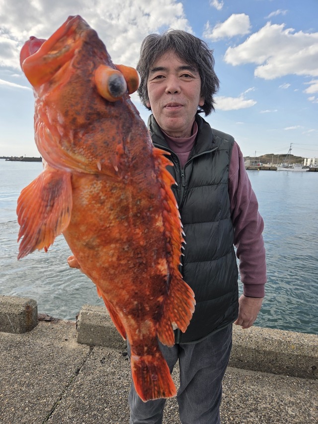 カンコ(ウッカリカサゴ)