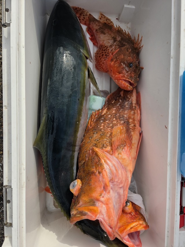 オニカサゴ・カンコ(ウッカリカサゴ)