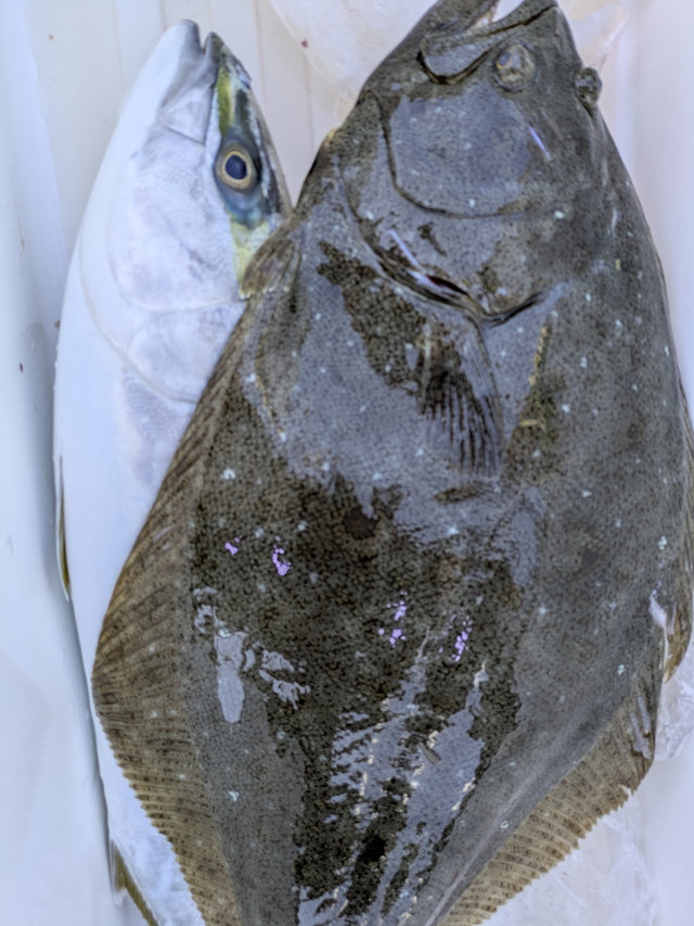 ワラサ(ブリ)・ヒラメ