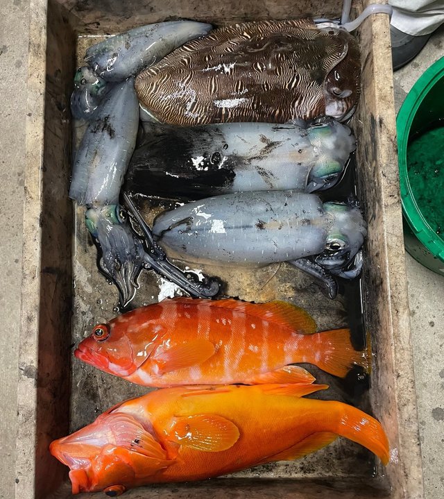 アカハタ・アオリイカ・モンゴウイカ(カミナリイカ)