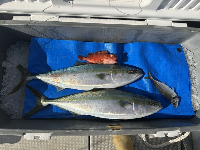 アジ(マアジ)・メジロ(ブリ)・ガシラ(カサゴ)