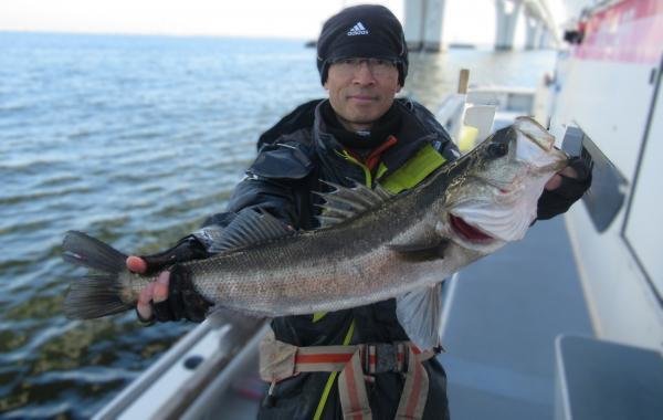 シーバス(スズキ)