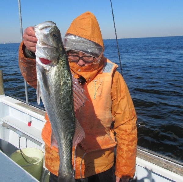 シーバス(スズキ)