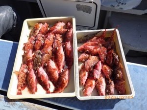 カサゴ