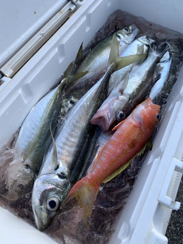 アラ・アジ(マアジ)・アマダイ(アカアマダイ)・サバ(マサバ)