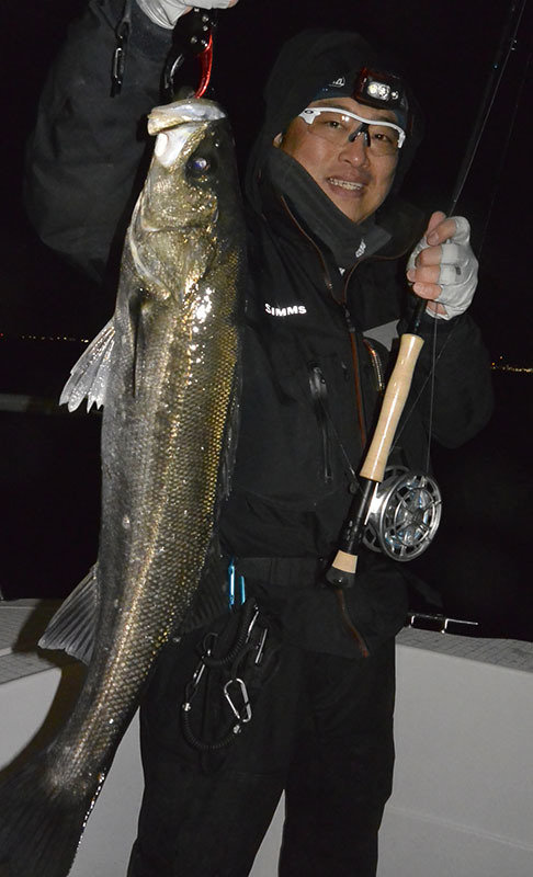 シーバス(スズキ)