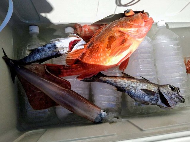 クロムツ・ウッカリカサゴ・ヤリイカ