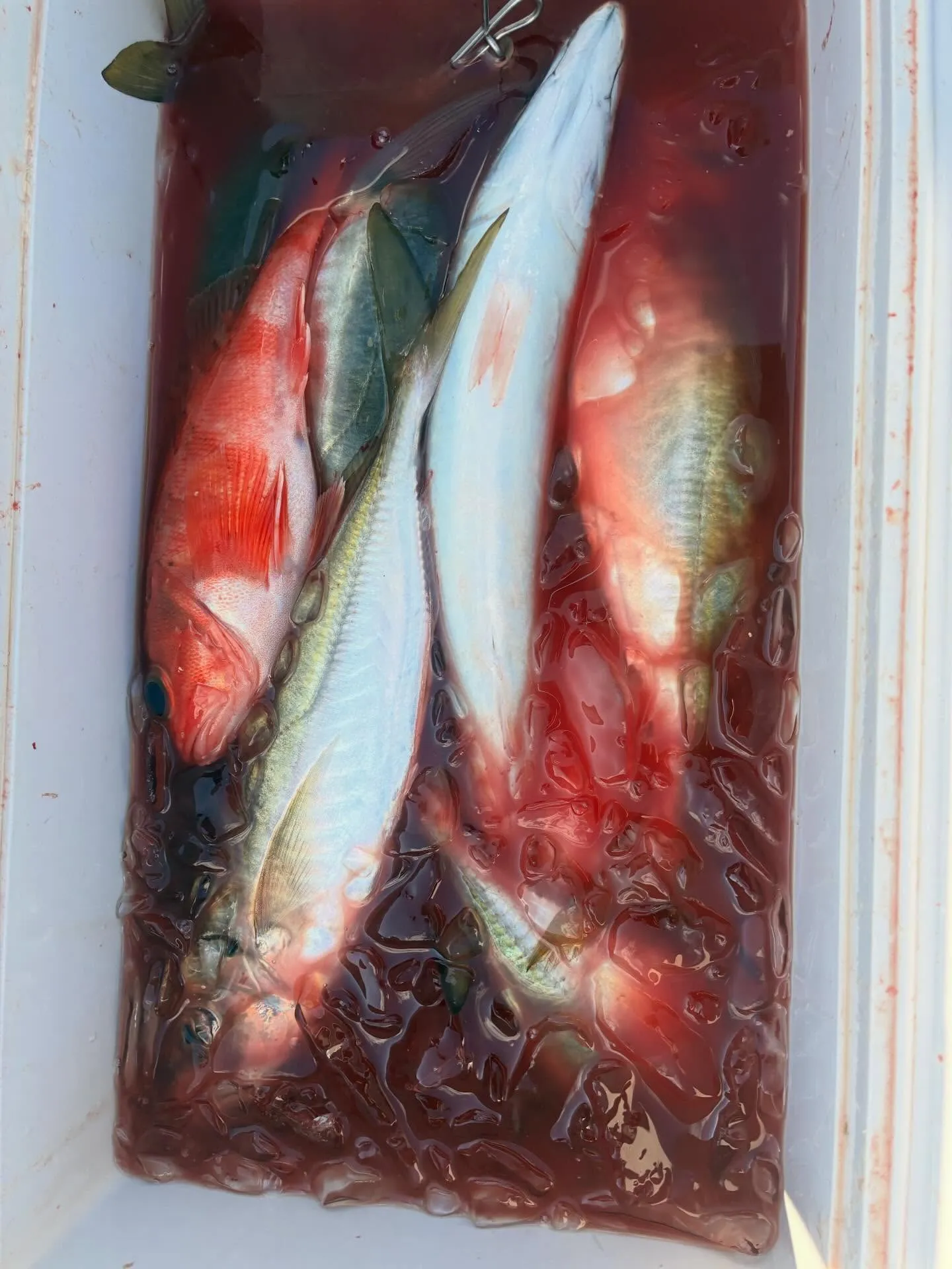 アジ(マアジ)・ユメカサゴ