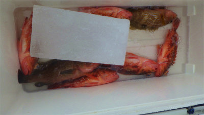 キジハタ・ササノハベラ(アカササノハベラ)・オキメバル(ウスメバル)