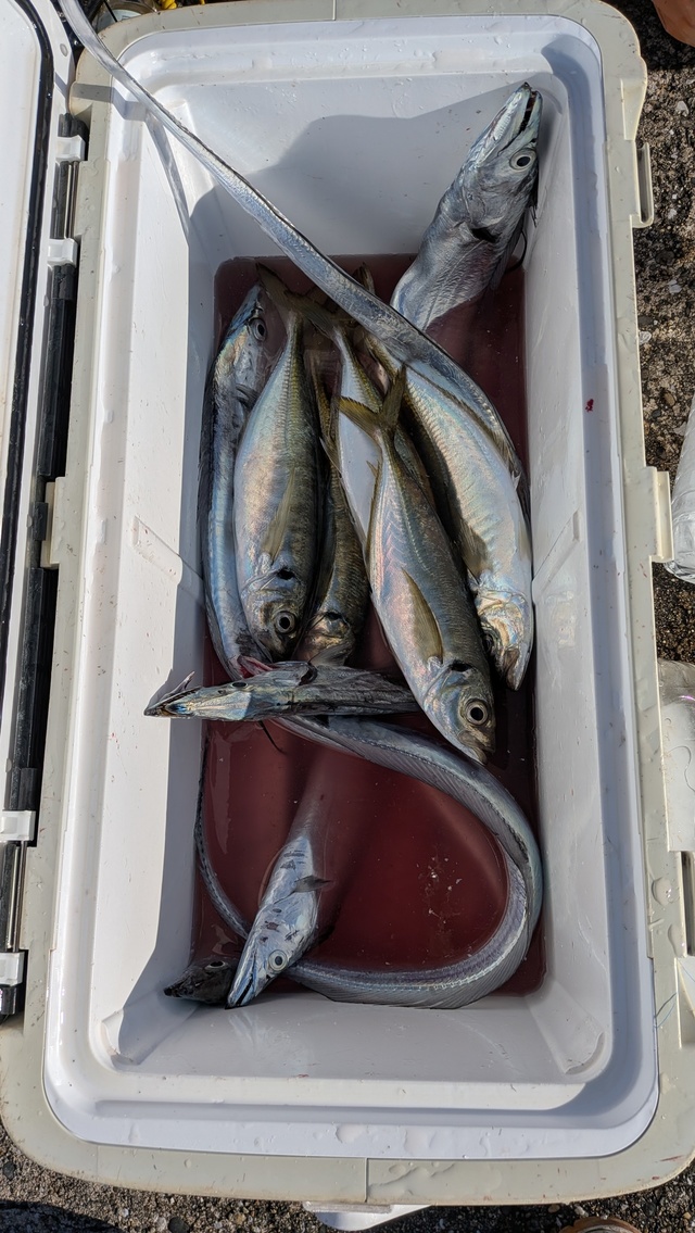 アジ(マアジ)・タチウオ