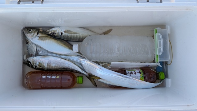 アジ(マアジ)・タチウオ