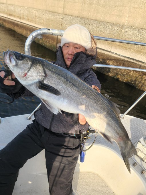 シーバス(スズキ)