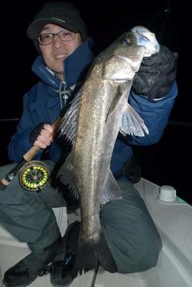 シーバス(スズキ)