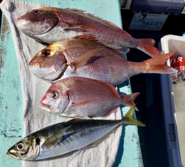 マダイ・ハナダイ(チダイ)・アジ(マアジ)