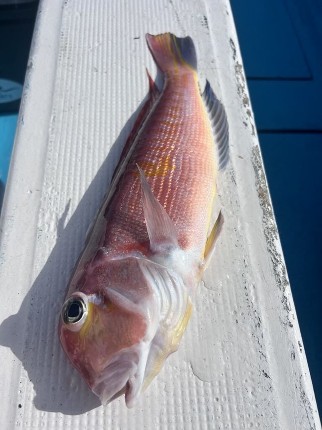 アマダイ(アカアマダイ)