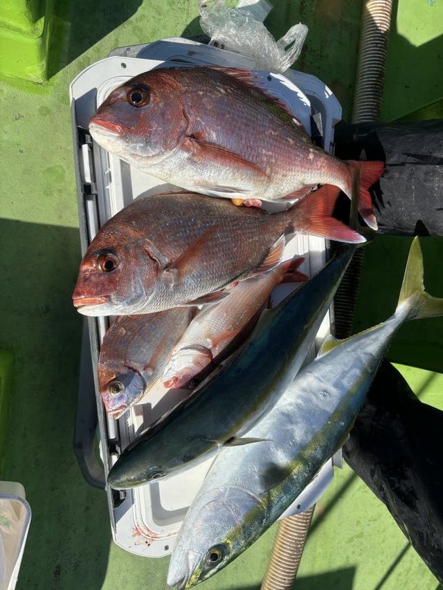 マダイ・ハナダイ(チダイ)・イナダ(ブリ)