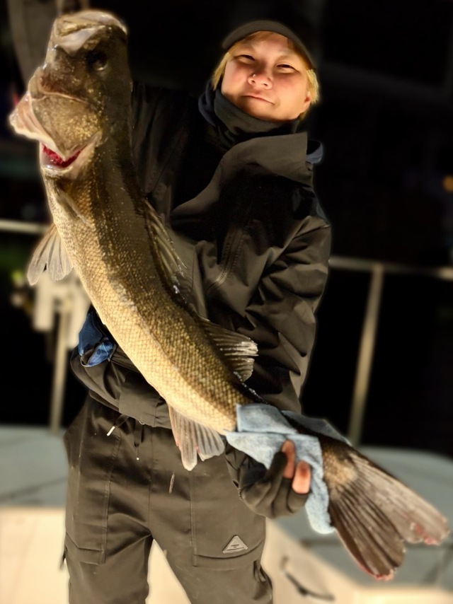 シーバス(スズキ)