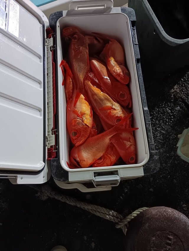 キンメ(キンメダイ)